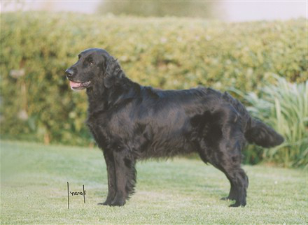 GB CH NO UCH NORD V-98 SE V-98 Cariena's Thirtyfour-Four